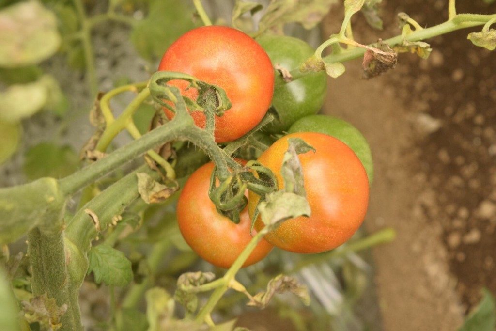 トマト収穫会