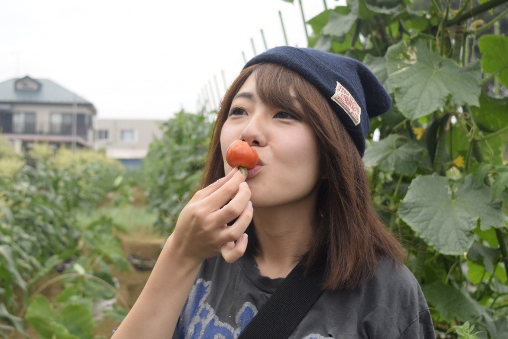 トマト収穫会２